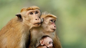 monkey_kingdom