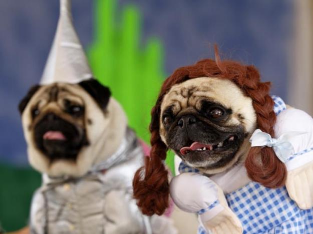 180062-two-pug-dogs-dressed-up-as-dorothy-and-the-tin-man-from-the-movie-wiza