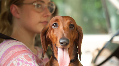 homepage_wiener-dog-2016-2