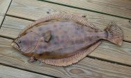 Flounder-31-2-640__14096.1414776694.600.600