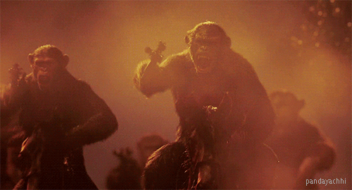 apes riding horses.gif