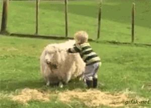 Baby-sheep-GIF.gif