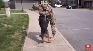 sirga-the-lioness-excited-dog