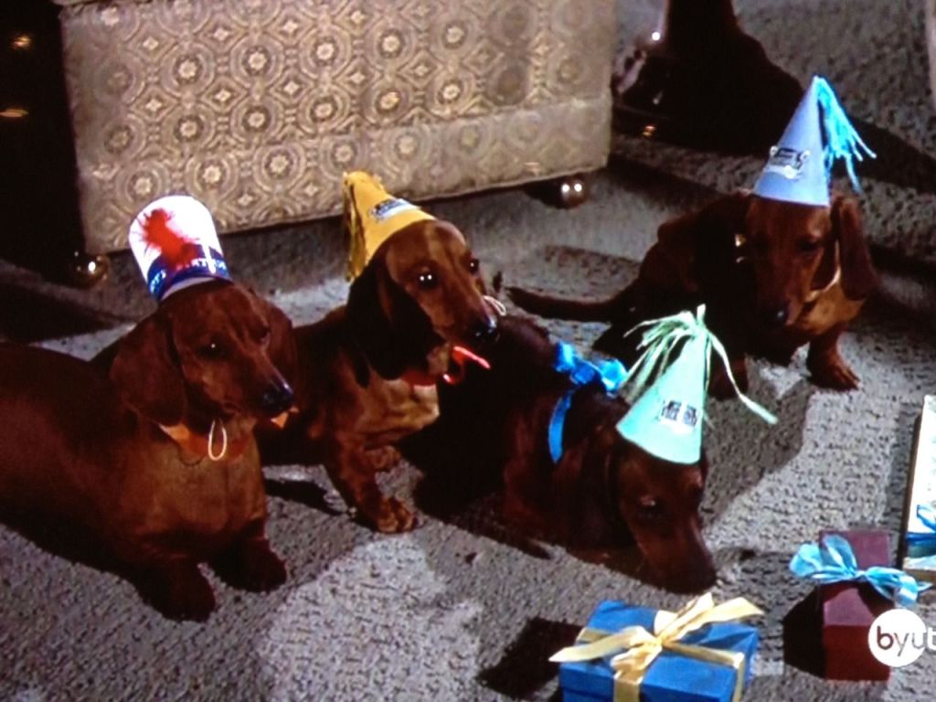 Adorable Dachshund puppies wearing cute party hats for a birthday party