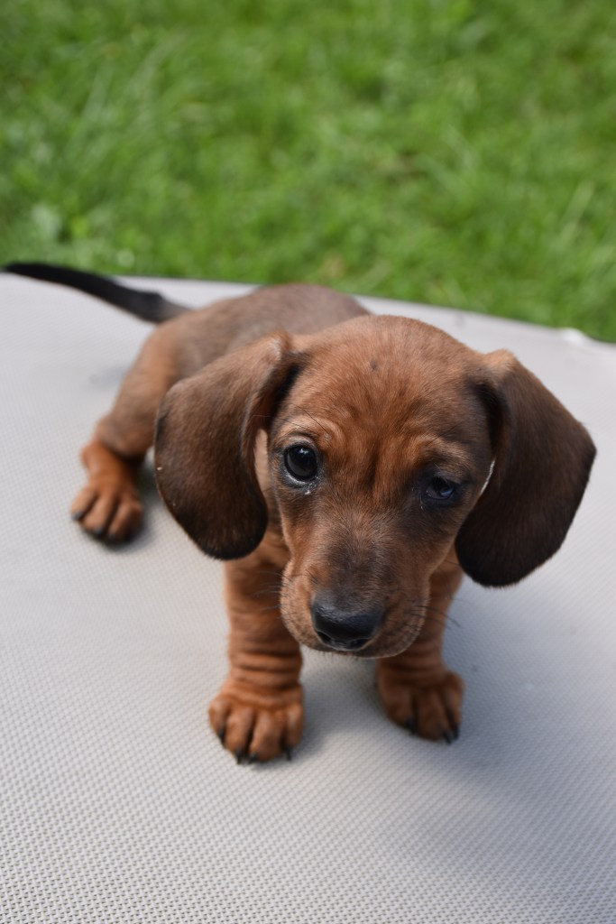 Dachshund wiener dog puppy with lots of little wrinkles and big floppy ears